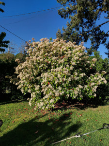 Photo de galerie - Avant taille 