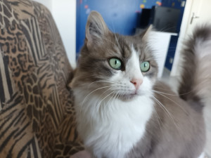 Photo de galerie - Garde chat