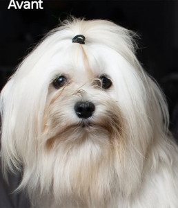 Photo de galerie - Avant après tonte bichon maltais