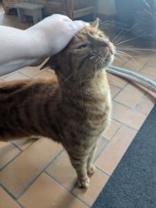 Photo de galerie - Pensez-vous que Garfield est content de me retrouver ? ?