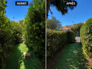 Photo de galerie - élagage haïe 