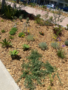 Photo de galerie - Création de massif 