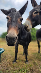 Photo de galerie - Je peux aussi m'occuper des chevaux, ânes, chèvres, poules etc de compagnie, leur donner à manger ou leur apporter de l'eau.