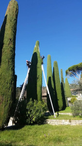 Photo de galerie - Taille de cyprès chandelle de plus de 12 mètres de haut 