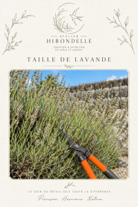 Photo de galerie - Taille de lavande 