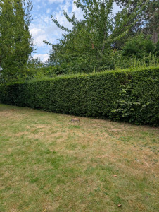 Photo de galerie - Elagage et coupe d'arbres