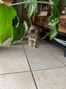 Photo de galerie - Garde de chat 