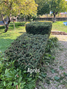 Photo de galerie - Taille de haies et d'arbustes