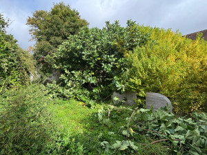 Photo de galerie - Elagage et coupe d'arbres