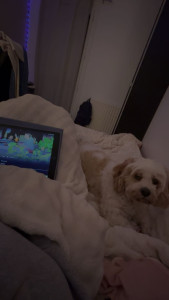 Photo de galerie - Garde chien 