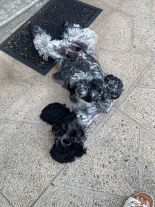 Photo de galerie - Garde d animaux chez vous 