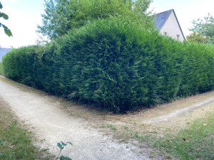 Photo de galerie - Taille de haies et d'arbustes
