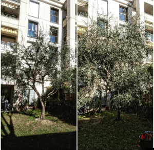 Photo de galerie - Elagage et coupe d'arbres