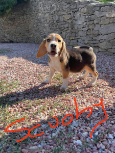 Photo de galerie - Mon petit Scouby,mon petit Beagle