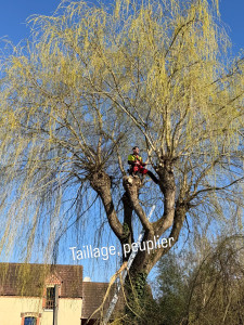 Photo de galerie - Elagage et coupe d'arbres