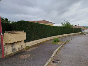 Photo de galerie - Taille de haie de cyprès 