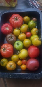 Photo de galerie - Recolte de tomates 
Jardin