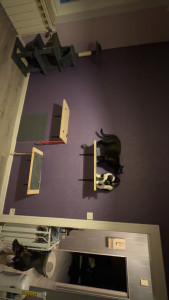 Photo de galerie - étagère murale pour chat 