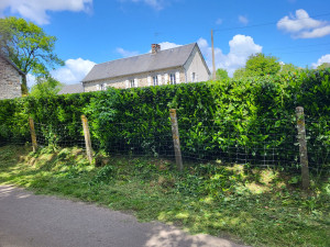 Photo de galerie - Taille de haie laurier