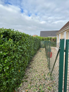 Photo de galerie - Taille de haies et d'arbustes