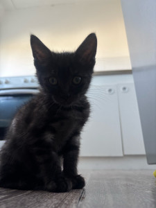 Photo de galerie - Chaton en garde