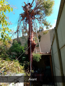 Photo de galerie - élagage d'un arbre de 11 m avant