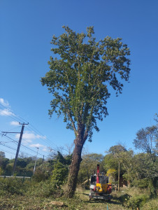 Photo de galerie - Taille de réduction sur un gros chêne.