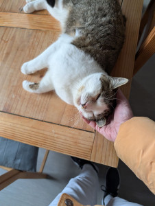 Photo de galerie - Giuseppe ? chat de Thomas - Passage quotidien 
