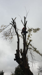 Photo de galerie - Elagage et coupe d'arbres