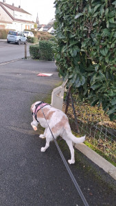 Photo de galerie - Ça se passe toujours bien lors des promenades.