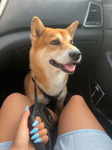 Photo de galerie - Garde d’un petit Shiba ??