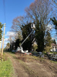 Photo de galerie - Elagage et coupe d'arbres
