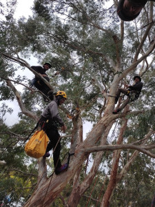 Photo de galerie - Haubanage préventif 