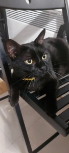Photo de galerie - Garde chat