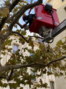 Photo de galerie - Elagage et coupe d'arbres