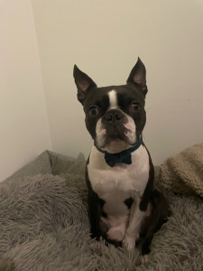 Photo de galerie - Chien que je garde 