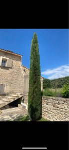 Photo de galerie - Taille d’un cyprès de Provence 