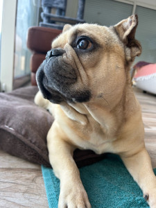 Photo de galerie - Peanuts / garde chien 