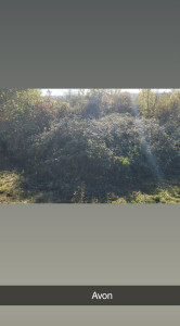 Photo de galerie - Debrousaillege de buisson de ronse 