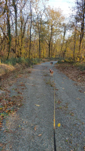 Photo de galerie - Promenade et garde de Milo & Mitra 