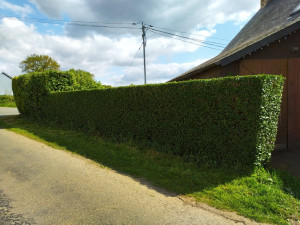 Photo de galerie - Taille de haie - Après