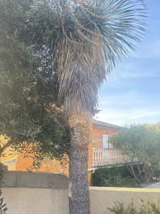 Photo de galerie - Taille yucca rostrata avant 