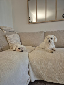 Photo de galerie - Garde chien