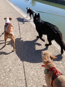 Photo de galerie - Balade collective 