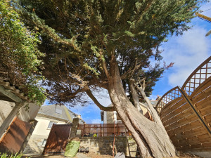 Photo de galerie - Elagage et coupe d'arbres