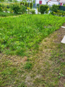 Photo de galerie - Création de pelouse naturelle 
Rénovation complète et transformation de cet espace (voir avant/après) : préparation du sol, apport de nutriments et semis d'un gazon de haute qualité. Le résultat est un tapis végétal dense, uniforme et d'un vert éclatant 