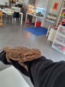 Photo de galerie - Garde animaux