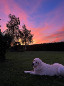 Photo de galerie - Chien gardé chez le propriétaire 