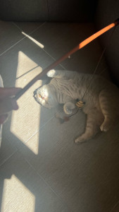 Photo de galerie - Garde de chat à mon domicile 