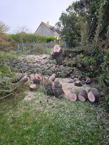 Photo de galerie - Abattage et élagage 